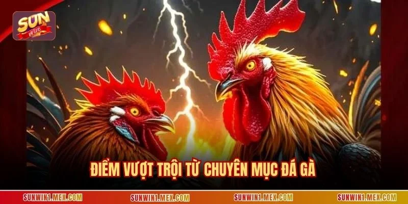 Điểm vượt trội từ chuyên mục đá gà