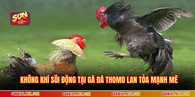 Không khí sôi động tại gà đá thomo lan tỏa mạnh mẽ