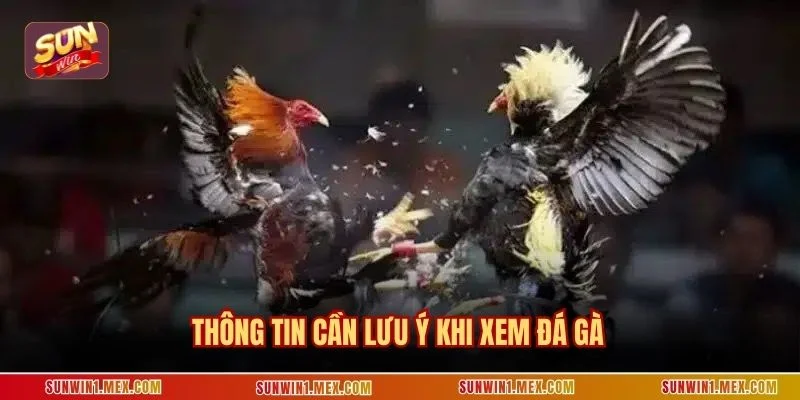 Thông tin cần lưu ý khi xem đá gà