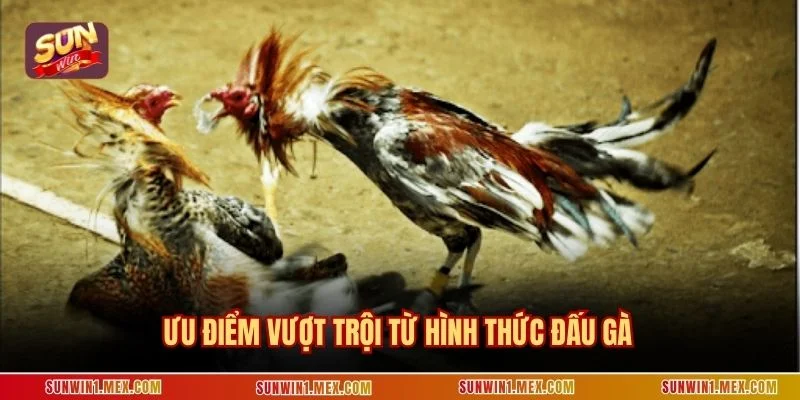 Ưu điểm vượt trội từ hình thức đấu gà